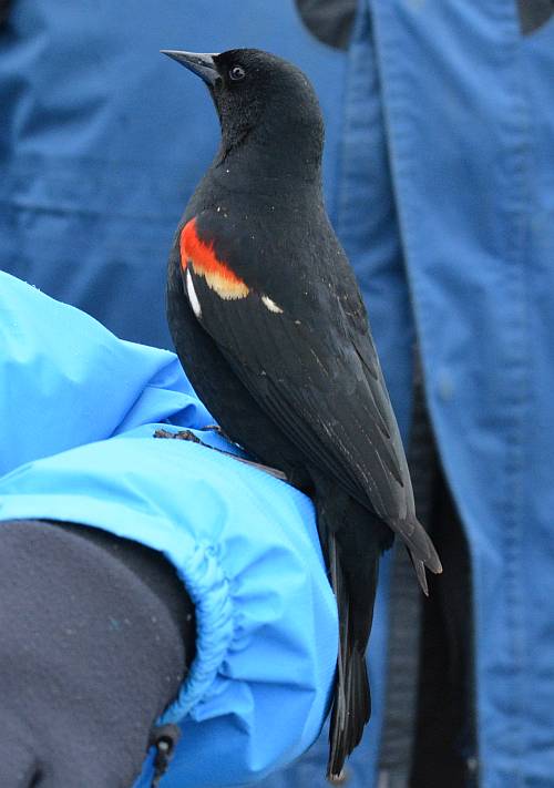 Burnaby Lake blackbird
