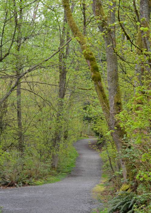 Burnaby Mountain