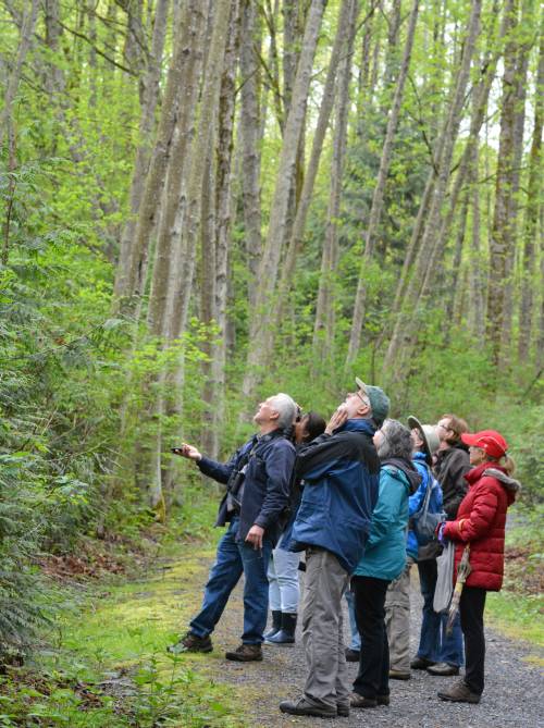 Burnaby Mountain birding