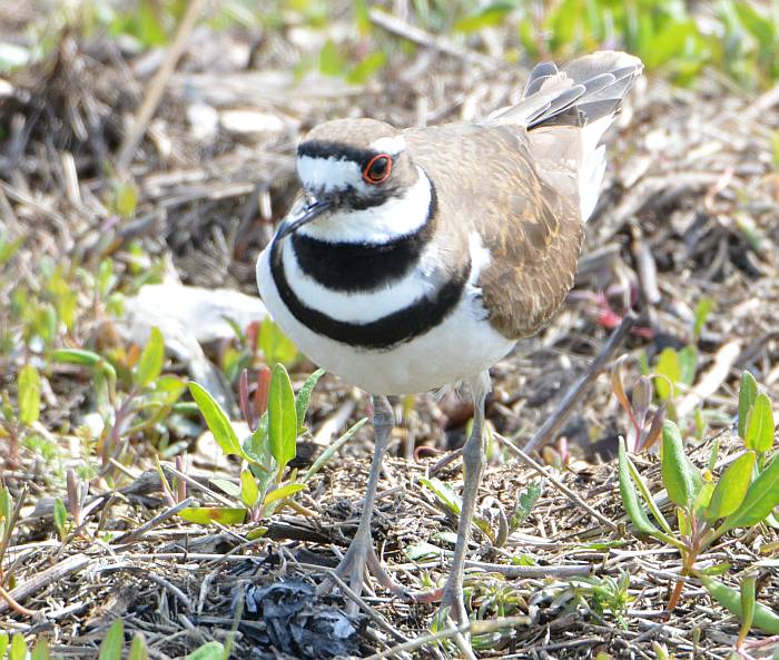 killdeer boundary bay