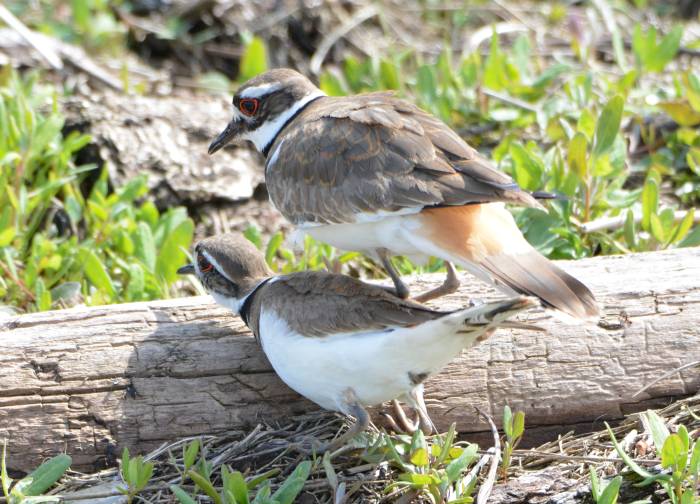 killdeer boundary bay