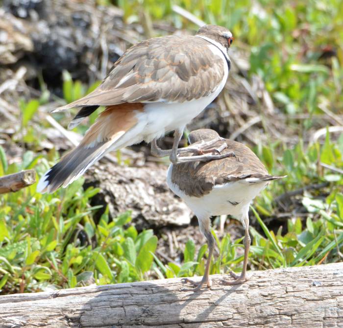 killdeer boundary bay