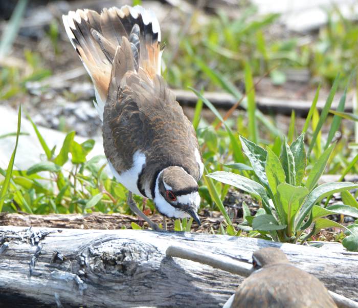 killdeer boundary bay