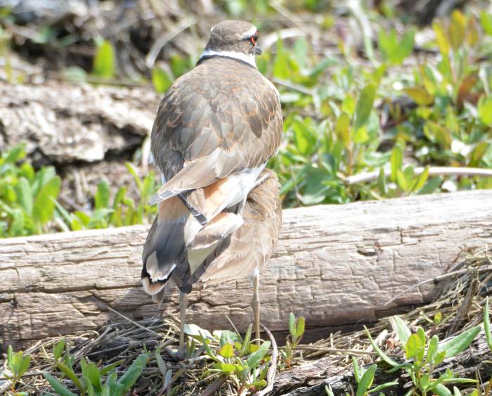 killdeer boundary bay