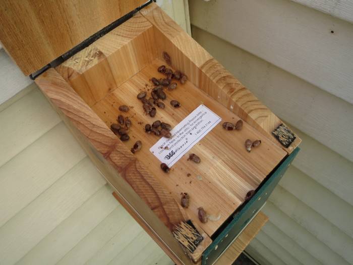 mason bee box