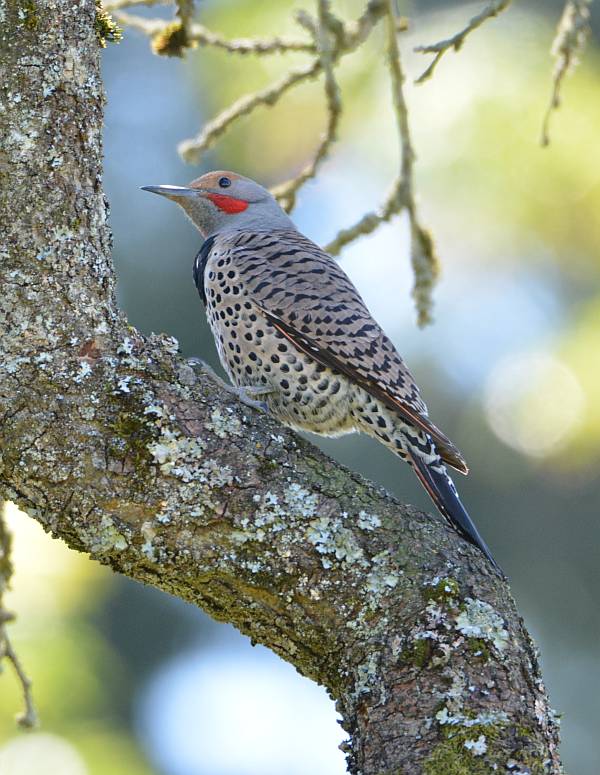 northern flicker