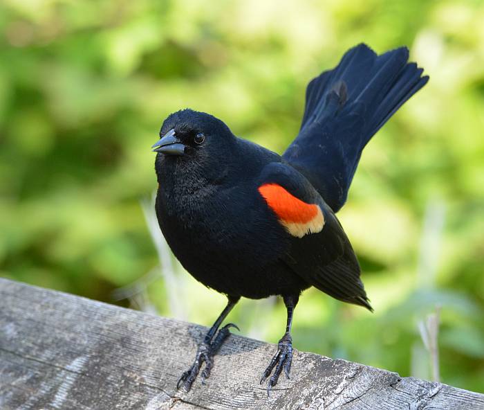 red-winged blackbird