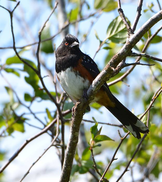 spotted towhee