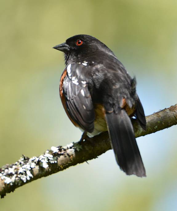 spotted towhee