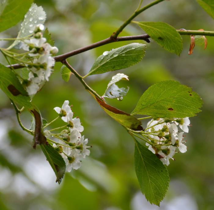 wet blossoms