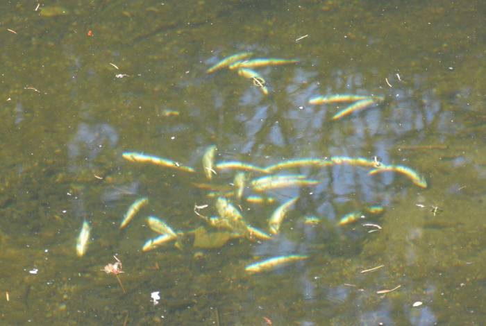 byrne creek dead coho smolts