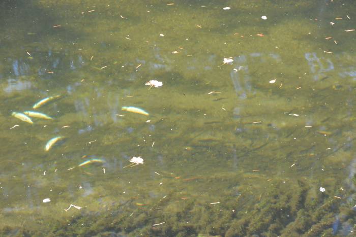 byrne creek dead coho