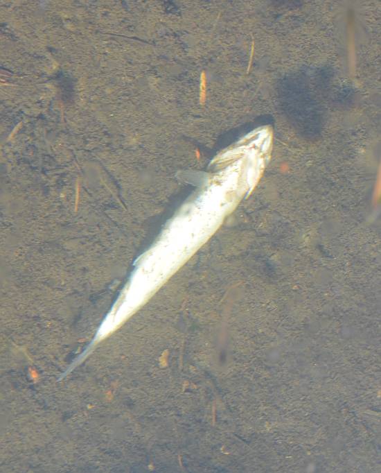 dead coho smolt byrne creek