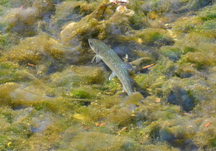 dying coho smolt byrne creek