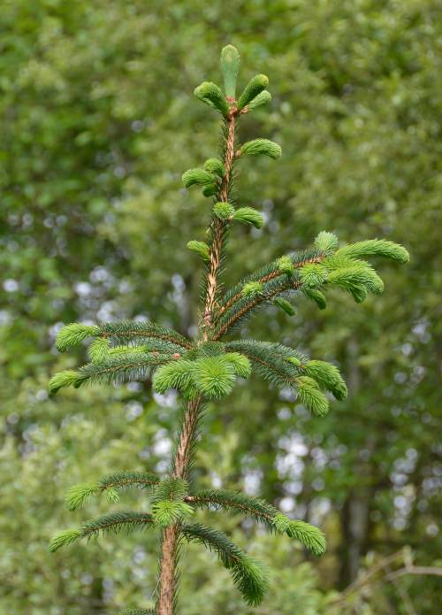 lush growth