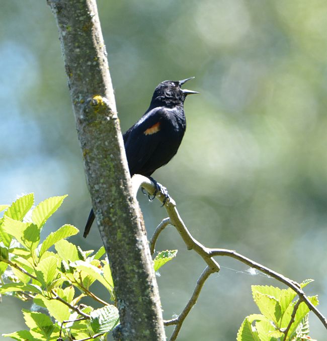 burnaby foreshore park blackbird