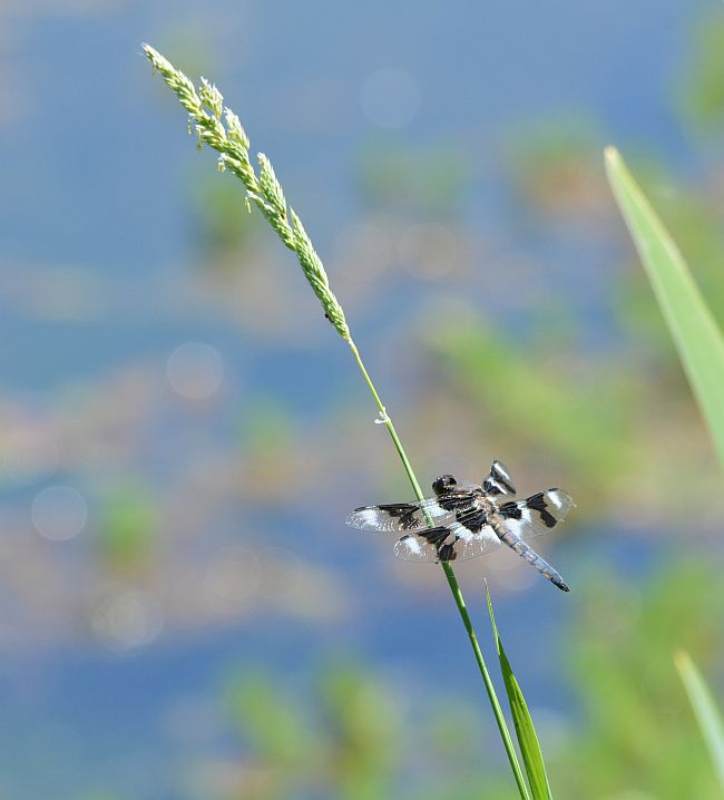 Burnaby Foreshore Park dragonfly