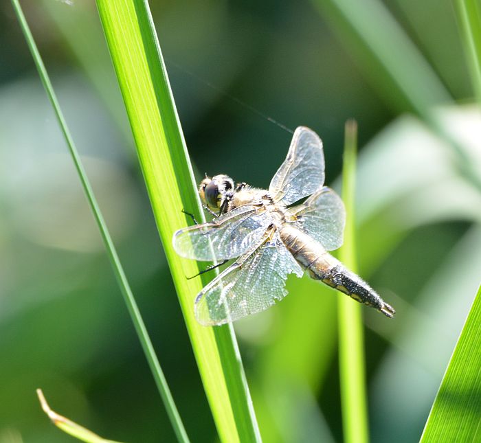 Burnaby Foreshore Park dragonfly