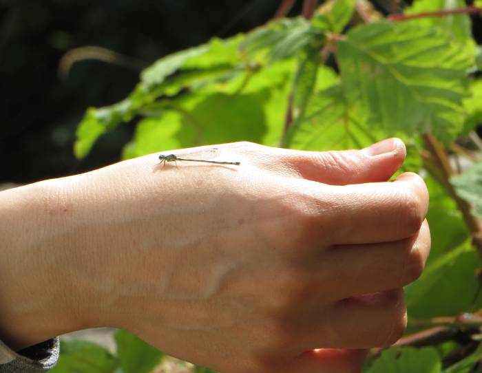 Deer Lake damselfly