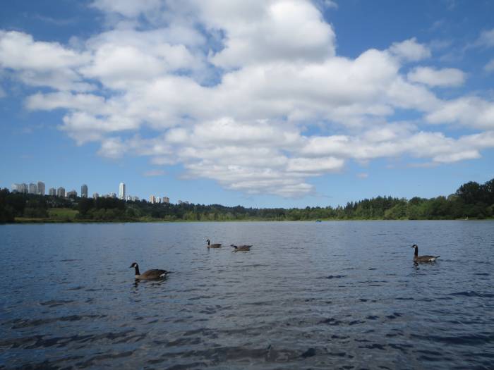 Deer Lake geese