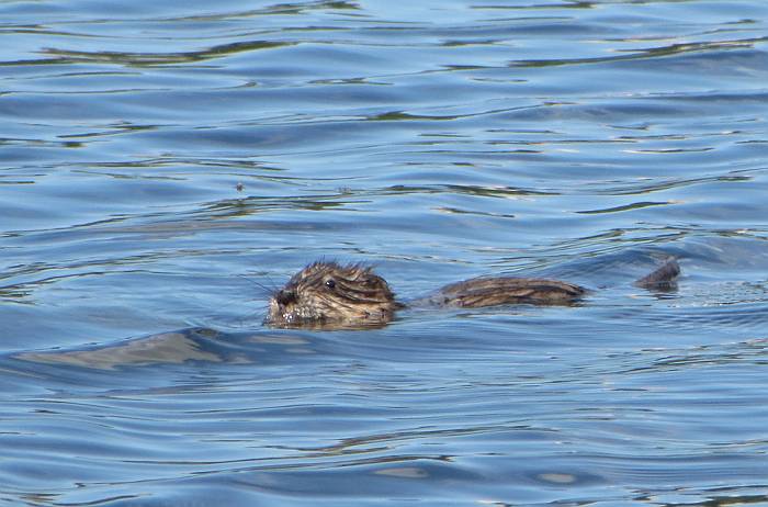 Deer Lake furry water beastie