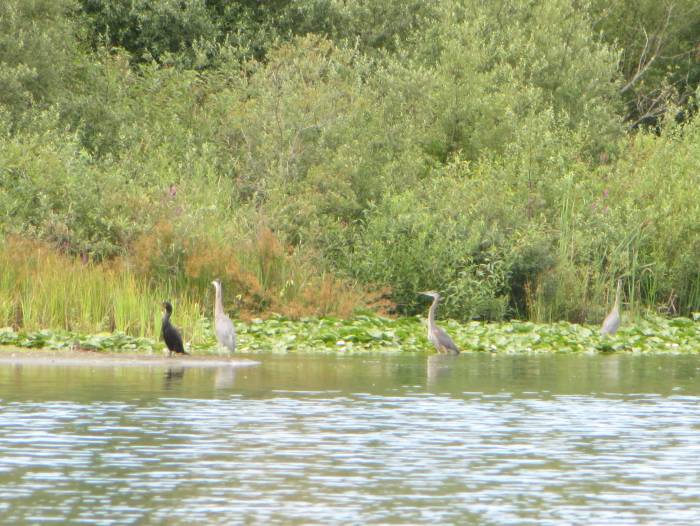 Deer Lake cormorant and herons