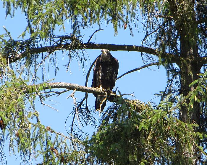 eagle deer lake