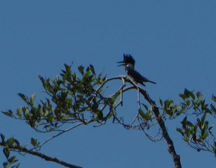 cipywnyk_deer_lake_kingfisher_20150718