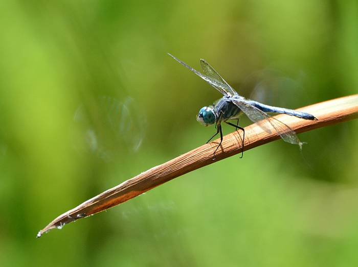 dragonfly burnaby fraser foreshore