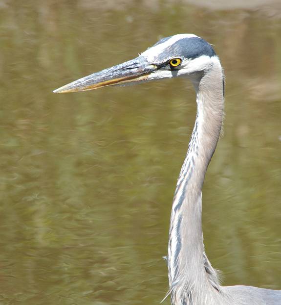 heron fraser park burnaby