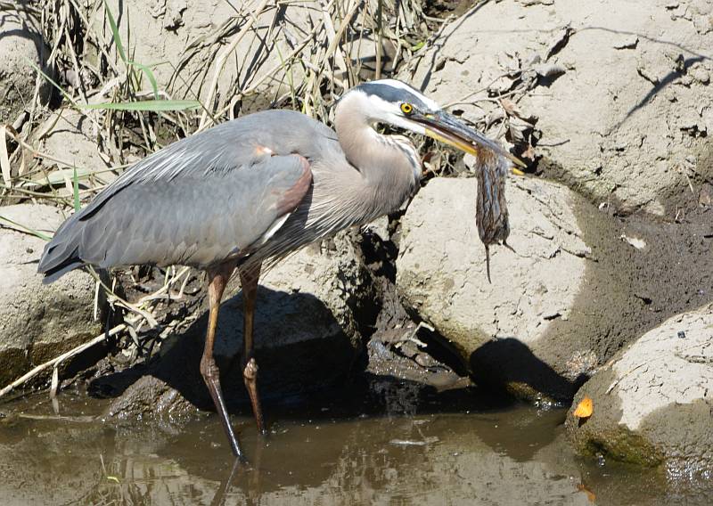 heron catches vole or other beasie