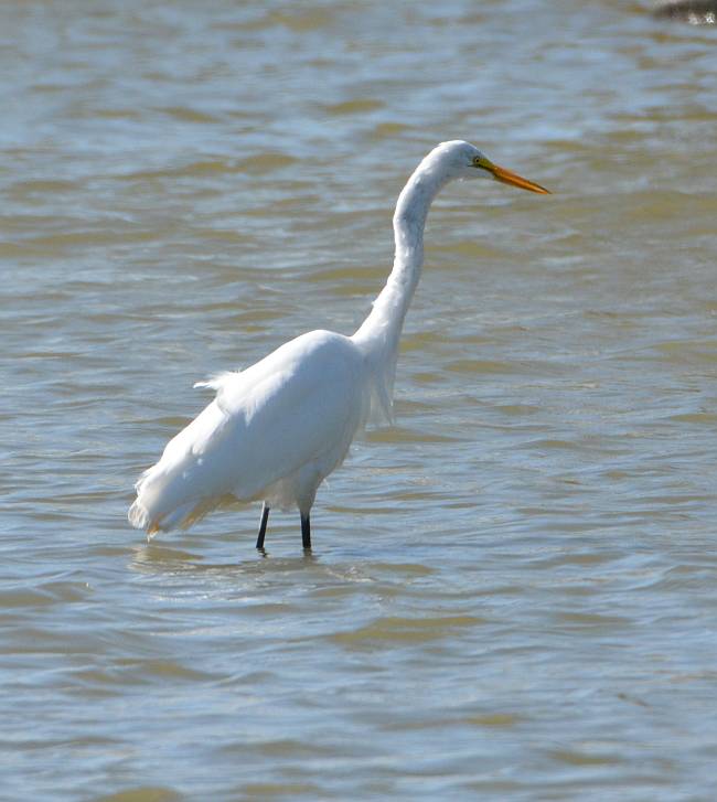 egret Reifel