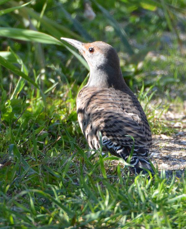 Northern Flicker Reifel