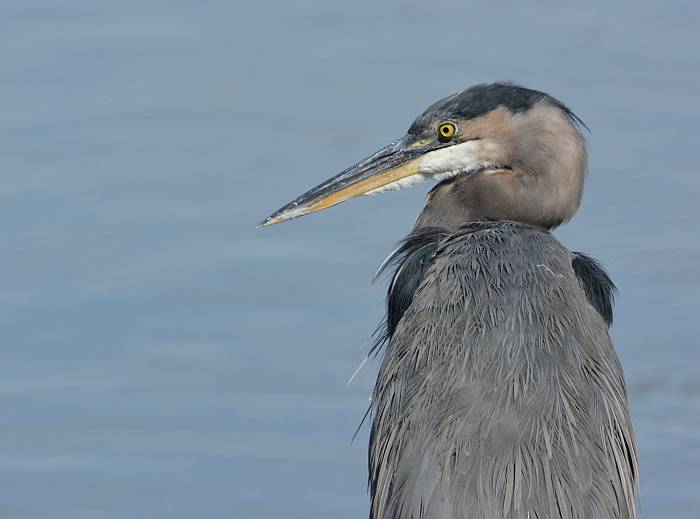 heron reifel