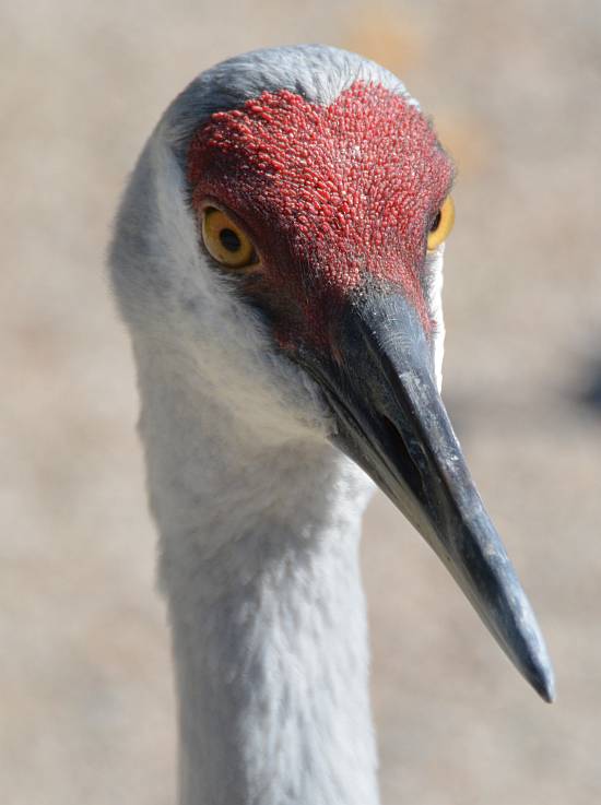 sandhill crane