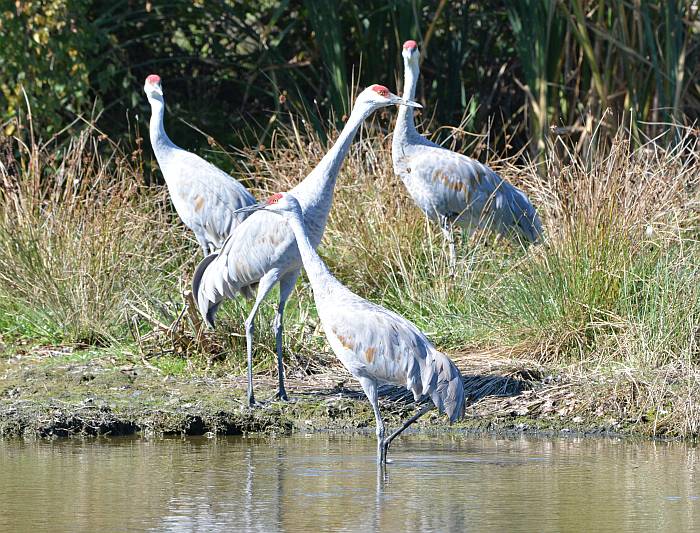 sandhill cranes