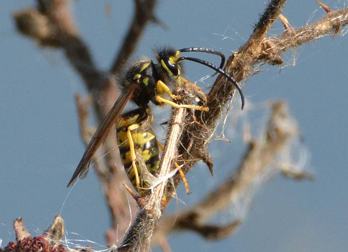 Yellow Jacket