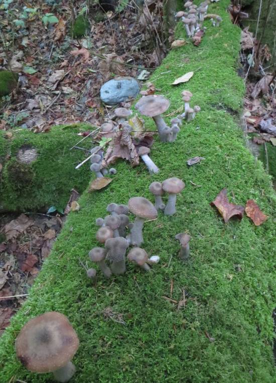 moss mushrooms nurse log