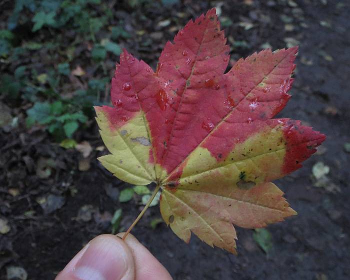 Byrne Creek multicolored leaf