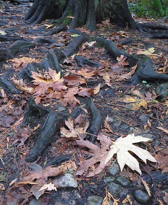 Byrne Creek roots leaves