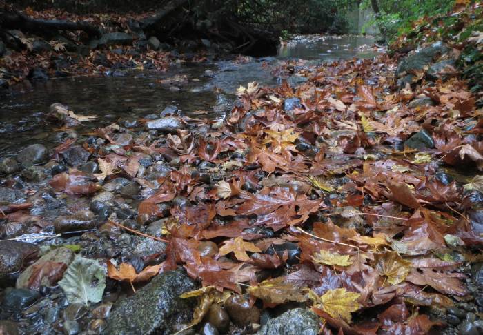 Byrne Creek leaves