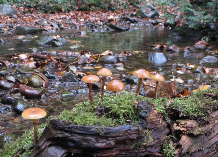 Byrne Creek mushrooms