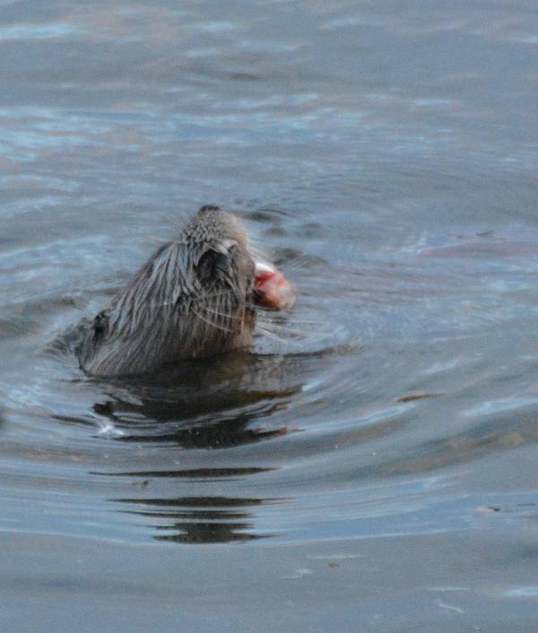 Otter eating fish