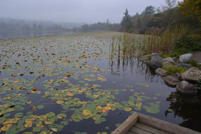Foggy Deer Lake