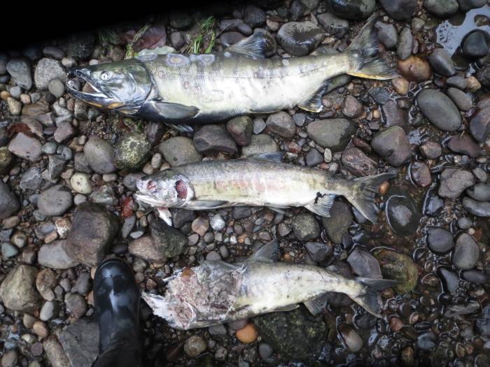 byrne creek chum salmon