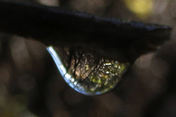 forest in a drop of water