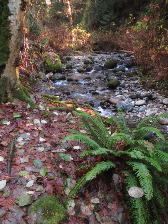 Byrne Creek ferns