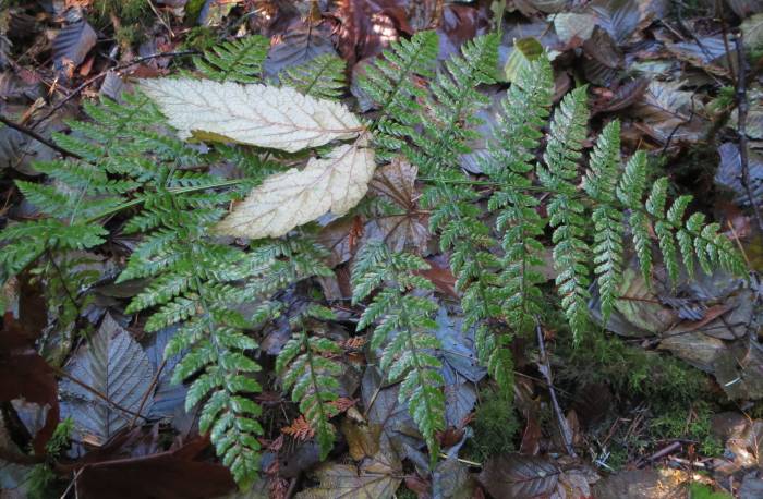 Byrne Creek ferns