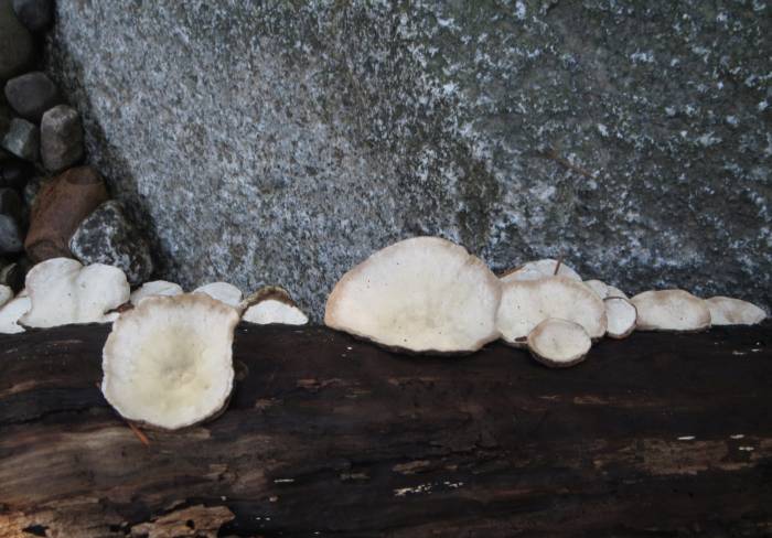 Byrne Creek fungus