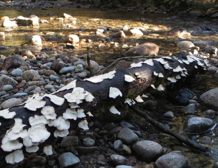 Byrne Creek fungus